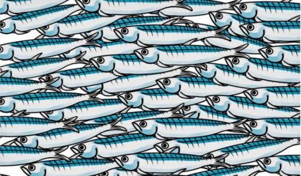 5032_movimento-delle-sardine.jpg